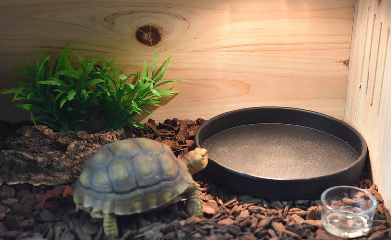 OMEM Reptile Food Bowl Water Dish,Feeding Dish, Birds Bowl (M, Black) - Image 5